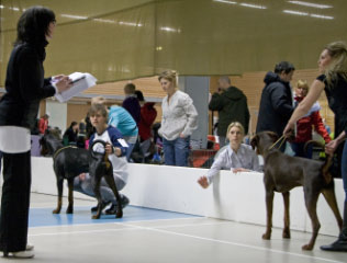 Leo och Ares i utst�llningsringen