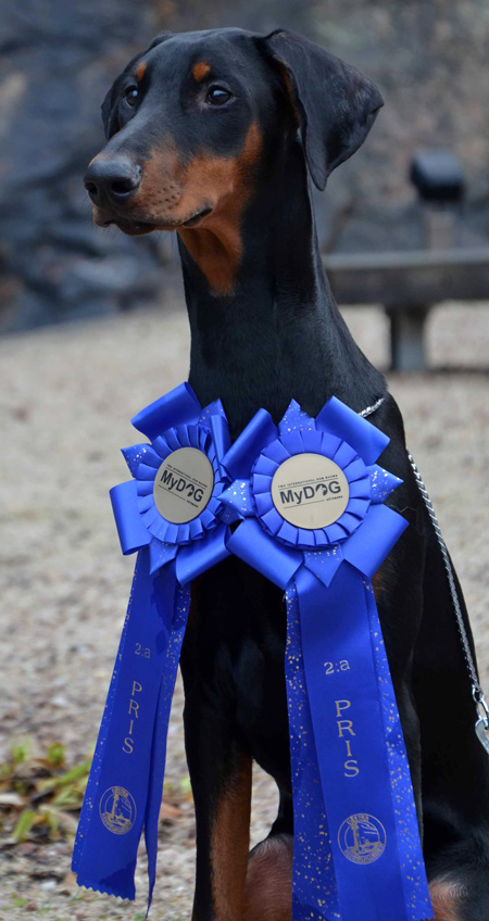 Molecularis Donau Hera