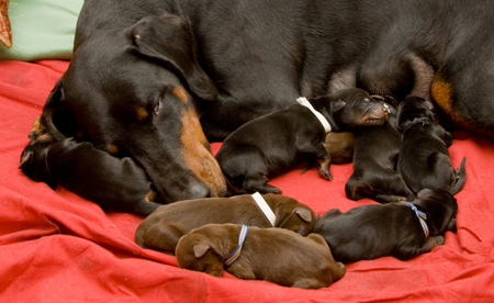 Molecularis C-kull 1�r