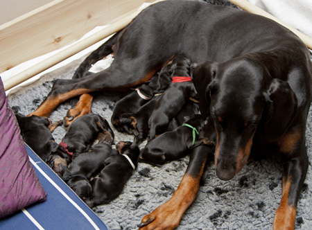 Molecularis Aquila med valpar