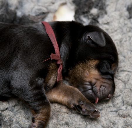 Molecularis Aquilas ena valp