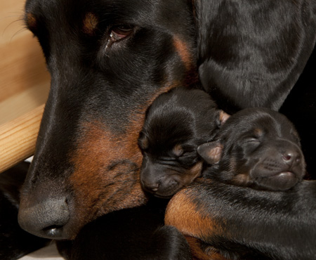 Molecularis Aquila med valpar