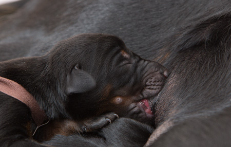 Molecularis S kull f�rsta veckan