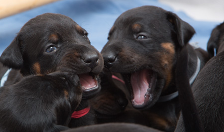 Molecularis S kull Fj�rde veckan