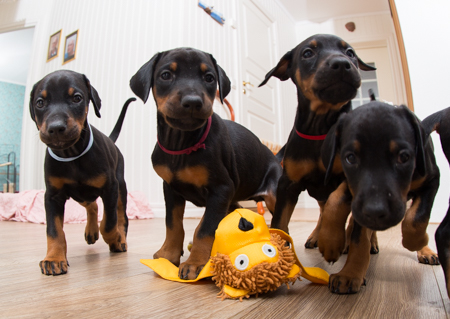 Molecularis F kull