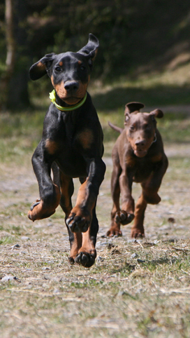 Ares