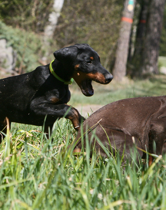 Ares