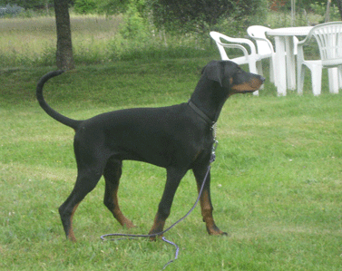 Ares