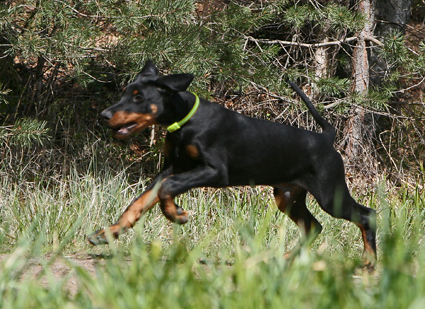 Ares