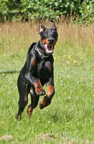 Ares