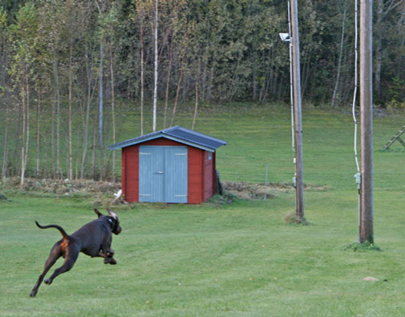 Molecularis mt korning 2009